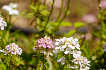 春の庭に咲くイベリスの花