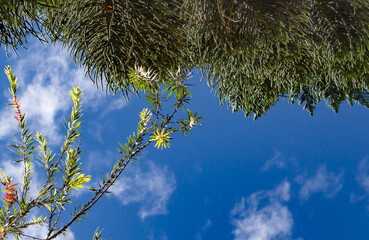 View of Bottlebrush (Callistemon) and Araucaria branches reaching toward a vibrant blue sky on a sunny day. Captured in Popayán, Cauca Department, Colombia