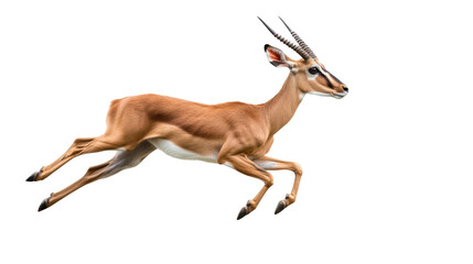 Fototapeta premium Graceful gazelle leaping in mid-air with elegance and speed captured in perfect motion