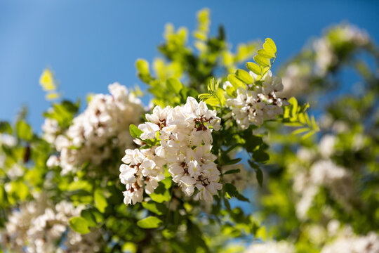 Fototapeta Gros plan sur une fleur d'acacia d'une branche de l'arbre en floraison