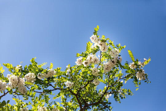Branches d'un acacia en fleurs en premier plan avec ciel bleu en arri&egrave;re plan
