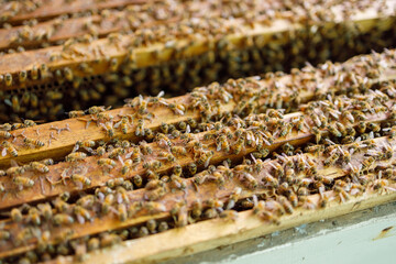 Apiculture, Growing bee in farm process for honey extract, highly nutrition food from danger bug.