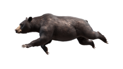 Majestic brown bear running with power and grace showing its muscular strong body