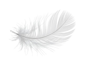 Obraz premium A delicate white feather isolated on a white background with soft and airy texture details visible