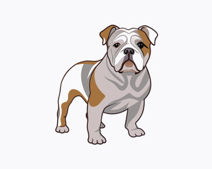 Obraz premium vector-bulldog-hand-drawn-engraving-consistent-outline
