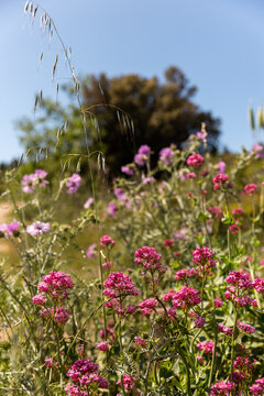 Prairie verte naturelle avec des fleurs sauvages rose fuchsia et mauve en premier plan et ciel bleu avec arbre en arri&egrave;re plan