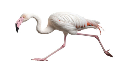 Obraz premium Graceful flamingo stands tall with elegant pink feathers and long neck displaying bright plumage