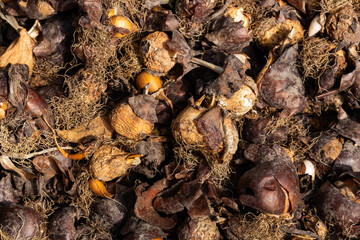 tulip flower bulbs with roots and husks close-up, gardening and planting season