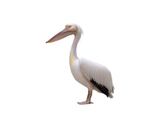Fototapeta premium Pelican isolated on white background