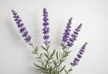 Obraz premium Delicate purple lavender blossoms, isolated on pure white background , field, sprig, element