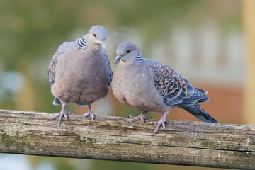 A couple of turtle doves , A pair of pigeons