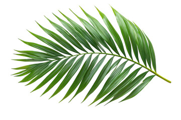 A palm leaf on black background