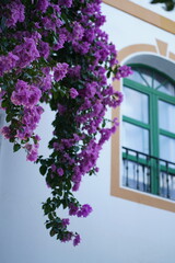 Purple bougainvillea flowers cascading down a white wall beside a green-trimmed window in the charming village of Mogan, Gran Canaria. Mediterranean architecture and vibrant flora