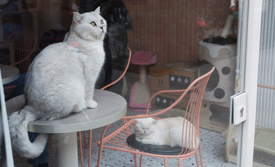 Two Cats Indoors in a Cozy Room
