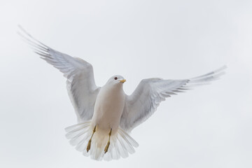 A beautiful seagul flying with the wings stretched out against a white background