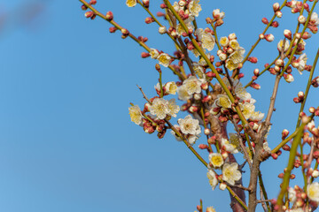 青空に映える白梅の花