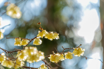 冬の陽射しに透ける蝋梅の花