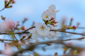 春の訪れを告げる桜の花