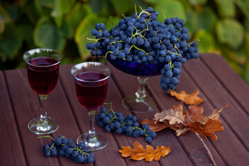 Dark blue grapes in a blue glass bowl, two glasses of red wine on a wooden table, surrounded by grape clusters and autumn oak leaves, with a lush green background.