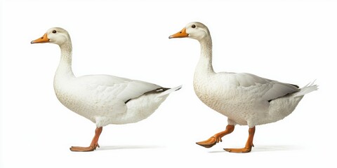 Obraz premium Two ducks turning heads in opposite directions, natural real posture, on white.