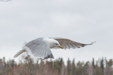 A beautiful seagul flying with the wings stretched out against a white background