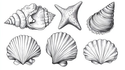 Hand-drawn illustrations of various seashells and a starfish, arranged in two rows on a white background.