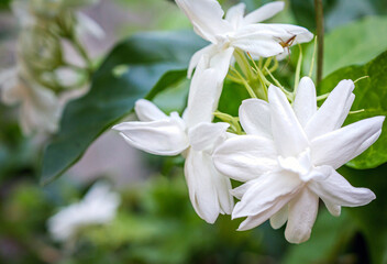White Jasmine flowers, Close-up of Blooming thai jasmine shrub. White flowers. Background of nature.