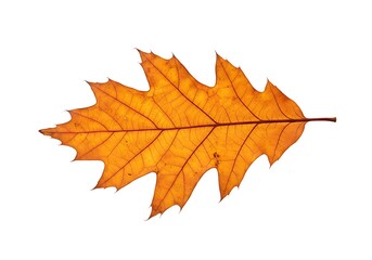 Obraz premium A single oak leaf with autumn colors isolated against a bright white background in a studio shot