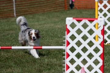 Border Collie running towards a hurdle during agility competition