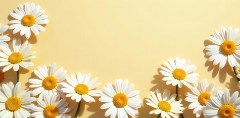 Fototapeta premium Elegant chamomile daisy pattern, sunlight shadows on beige , invitation, sunlight, close-up
