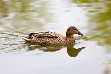 Mallard dabbling duck