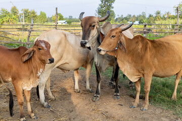 A herd of cows  in a countryside cowshed on an agricultural farm
