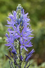 Camassia leichtlinii Caerulea flower in a garden