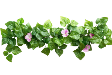Vine with pink flowers top