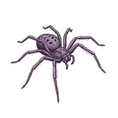 Detailed purple spider illustration, isolated on white background