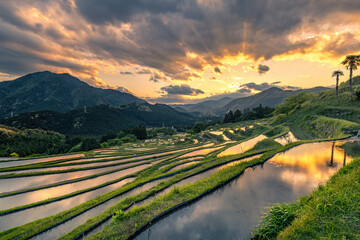 丸山千枚田の夕景