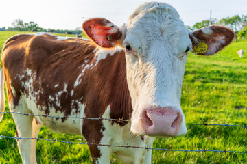 portrait of a cow in a field