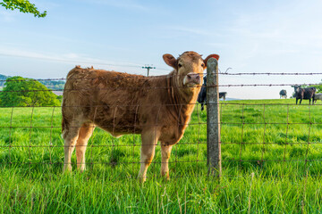 a cow in a field