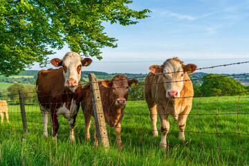 cows on the farm