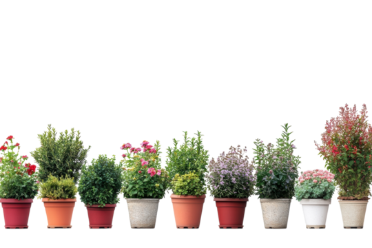 Plants in pots on black back