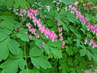 A closeIt's a bleeding heart in full bloom -up of a bleeding-heart leaf.	