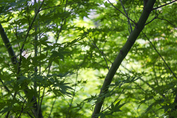 Close-up of green maple leaves.