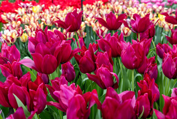 Red tulip called Merlot.  Lily flowered group. Tulips are divided into groups that are defined by their flower features