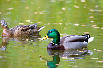 Green and brown Mallard  swimming in a lake