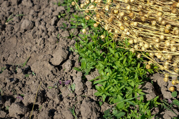 Flax growing. Young green flax plants in the field. Dry flax seed pods. Soil texture. Sunny day. Natural, organic, and agricultural context. Copy space.
