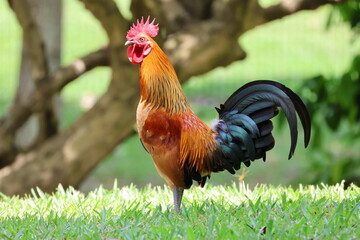 Male Chicken – Red Junglefowl (Gallus gallus). Domesticated Chicken’s wild ancestor. Note the bright and colorful plumage which shows it is a male, as well as the gold trimmed feathers.