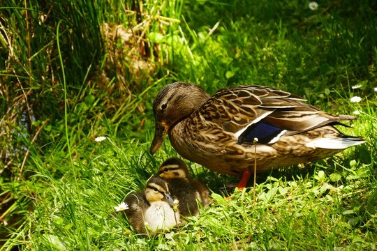 Cute duckling family resting in the meadow mother and newborn babies