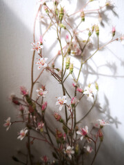 Close-up of tiny white and pink wildflowers casting soft shadows on a white wall in natural sunlight. Minimalist, dreamy botanical still life.
