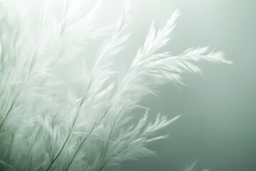 Delicate white feather plumes in soft, muted tones.