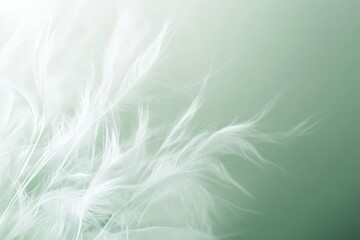 Fototapeta premium Delicate white feather details against a soft green backdrop.